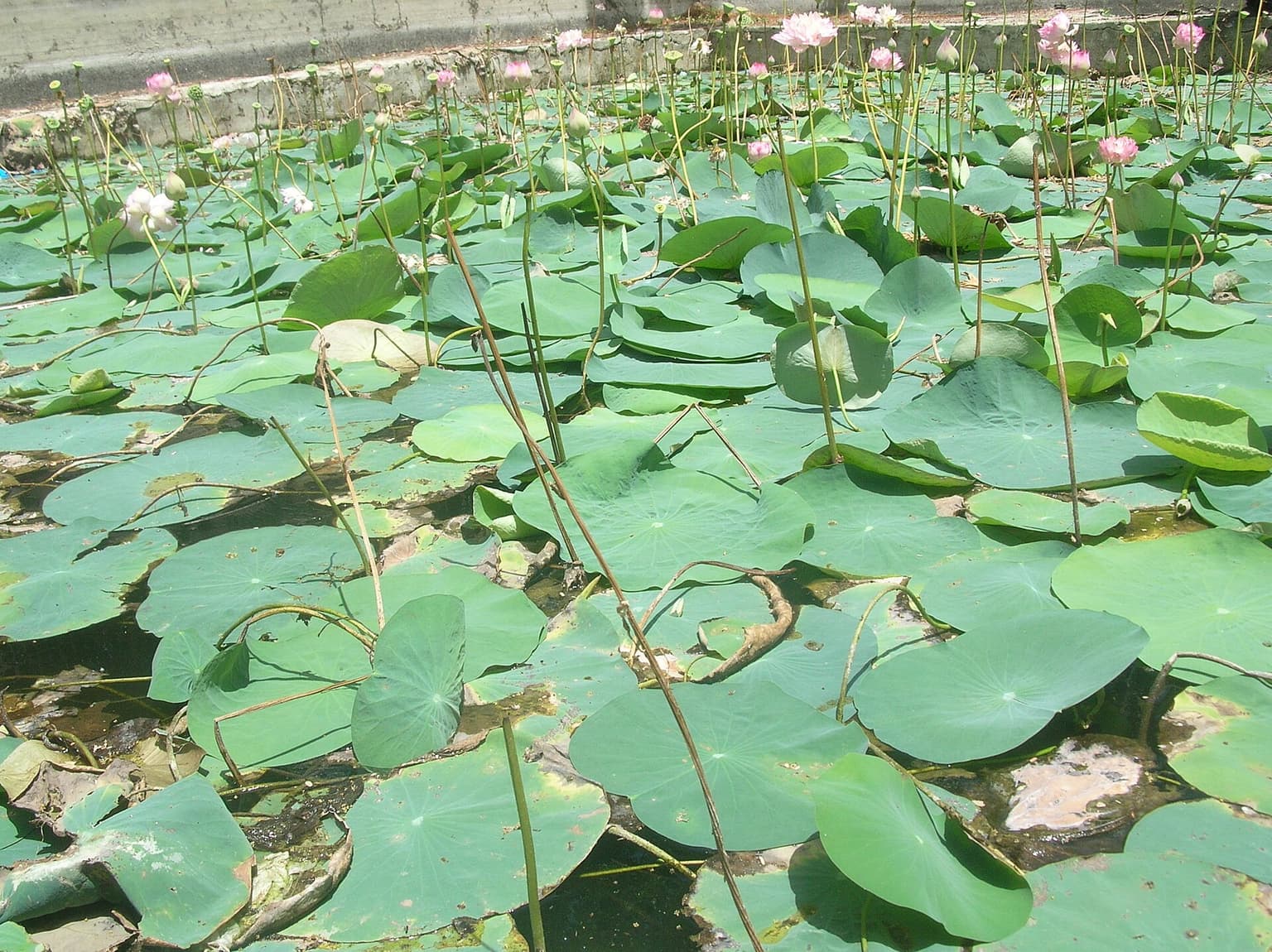 Laxmana Theertham