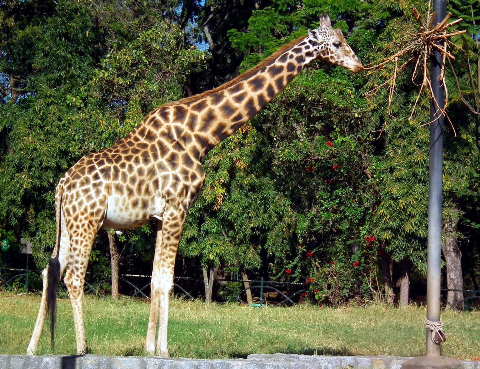 Mysore Zoo
